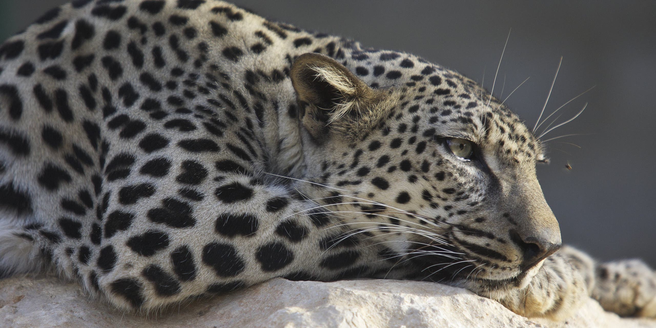 Arabian leopard (Shutterstock)