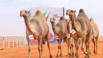 Saudi Princess wins first place at the King Abdul Aziz annual camel race