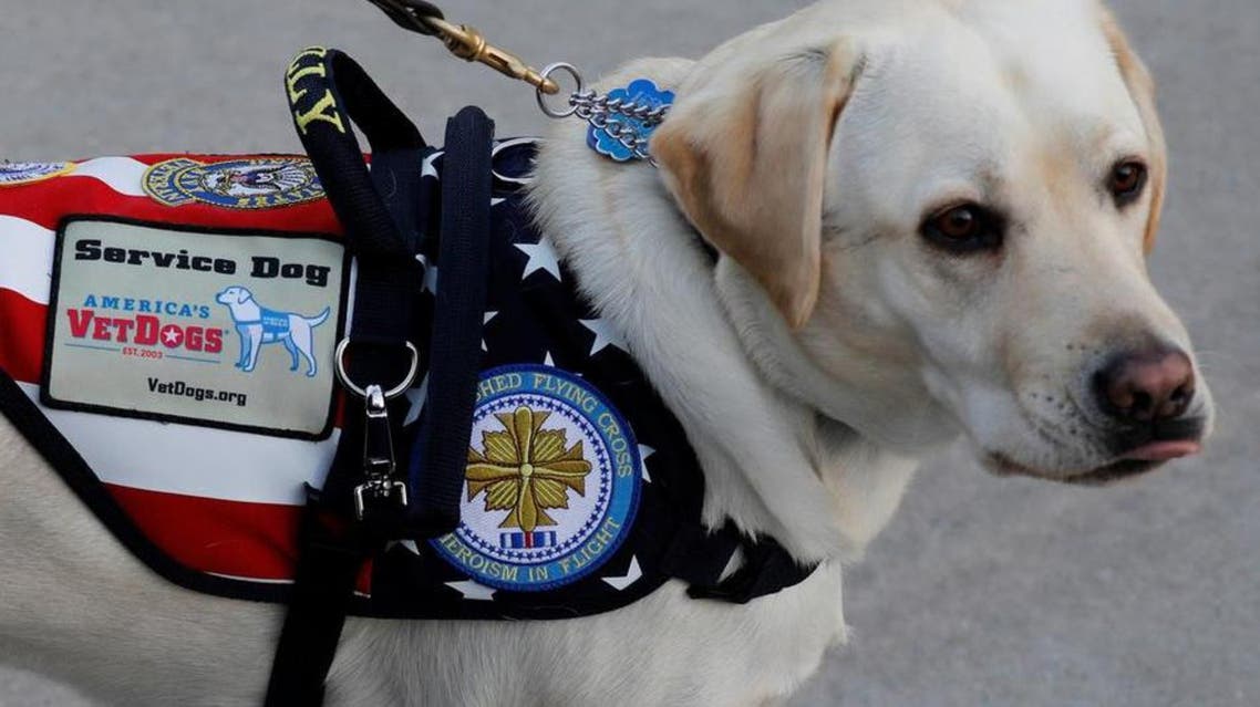 Service Dog