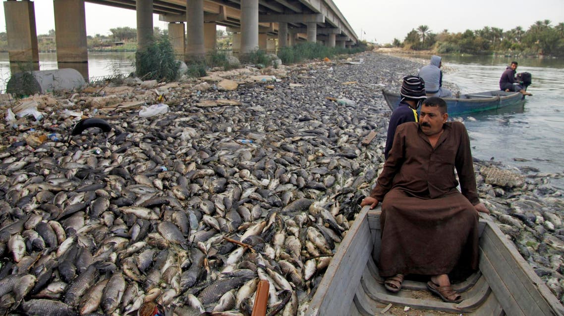 Iraqi men sail past scores of dead fish floating on the Euphrates near the town of Sadat al-Hindiya on November 2, 2018. (AFP)