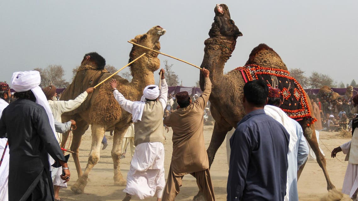 Owners separate their camels with sticks during the traditional camel fight in Layyah District on February 10, 2019. (AFP)