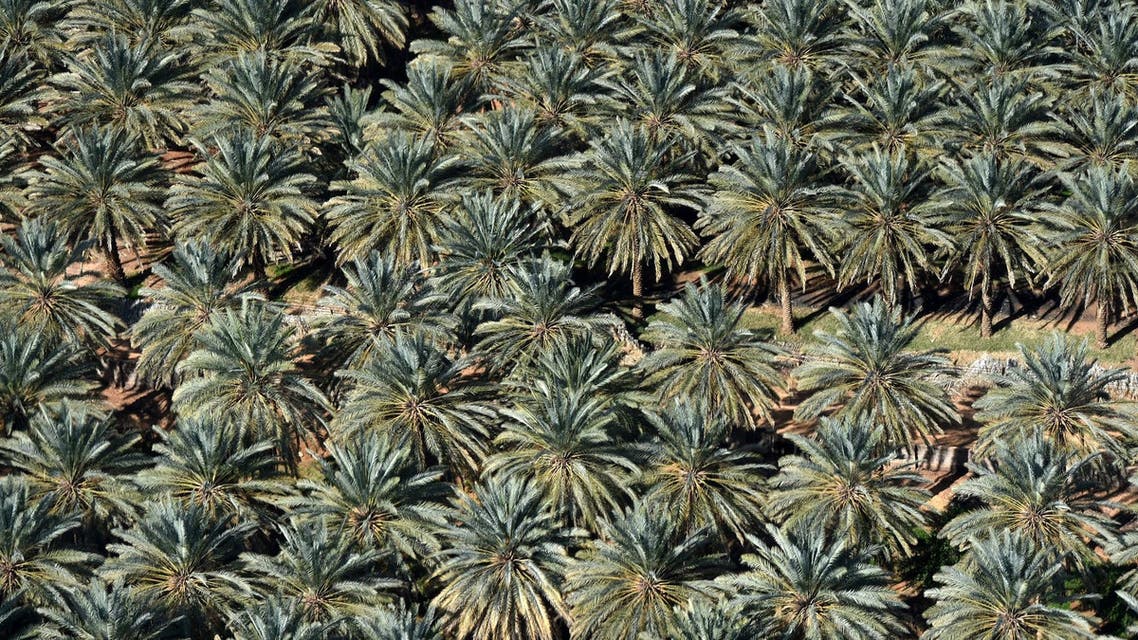 An aerial view of palm trees in the Ula desert near the northwestern Saudi town of al-Ula on February 11, 2019. (AFP)