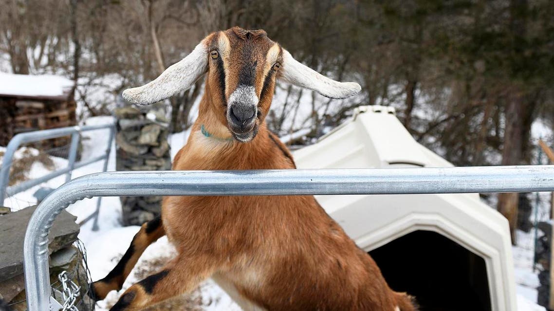 Lincoln, a Nubian goat, was elected “Pet Mayor” for the town of Fair Haven, Vermont. (Robert Layman / Rutland Herald / AFP)