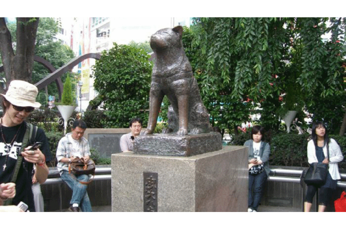 Dog 4