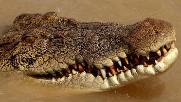 File photo of a saltwater crocodile in Australia. (AFP)