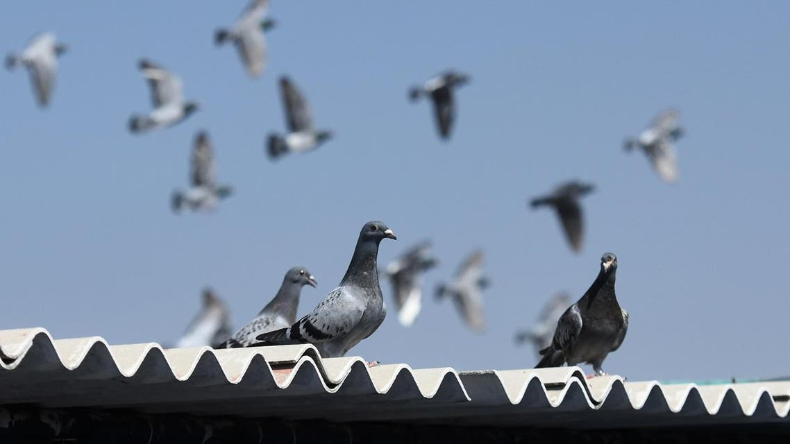 Racing pigeons in India. (File photo: AFP)
