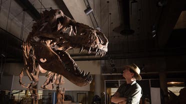 This undated handout photo released by the University of Alberta shows Dr W. Scott Persons looking at the skeleton of the Tyrannosaurus rex "Scotty" at the T.rex Discovery Centre in Eastend, Canada (AFP)