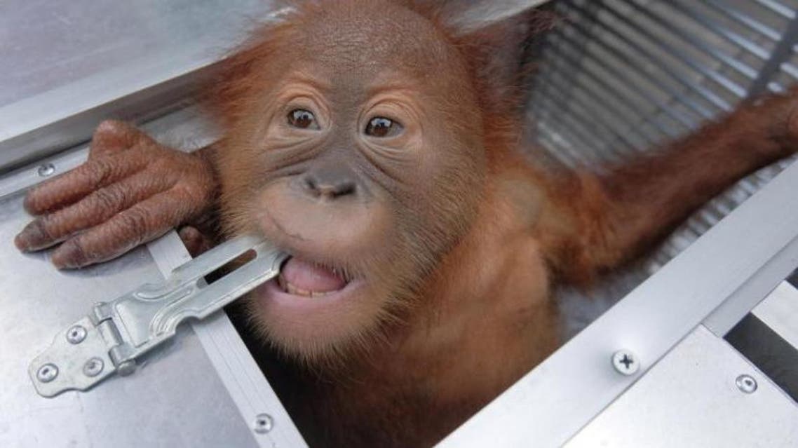 2019-03-23T090819Z_630087107_RC1C0BBB1F00_RTRMADP_3_INDONESIA-ORANGUTAN_0