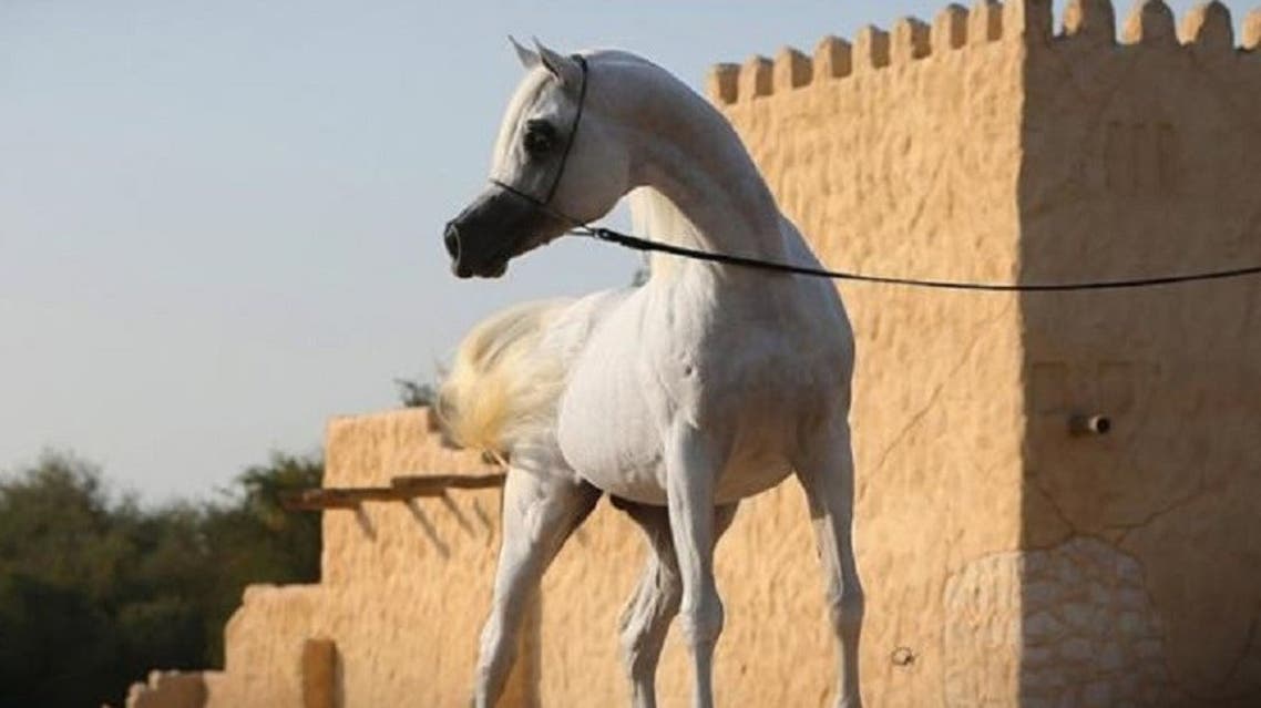 خيول عربية اسماء اسماء محلات