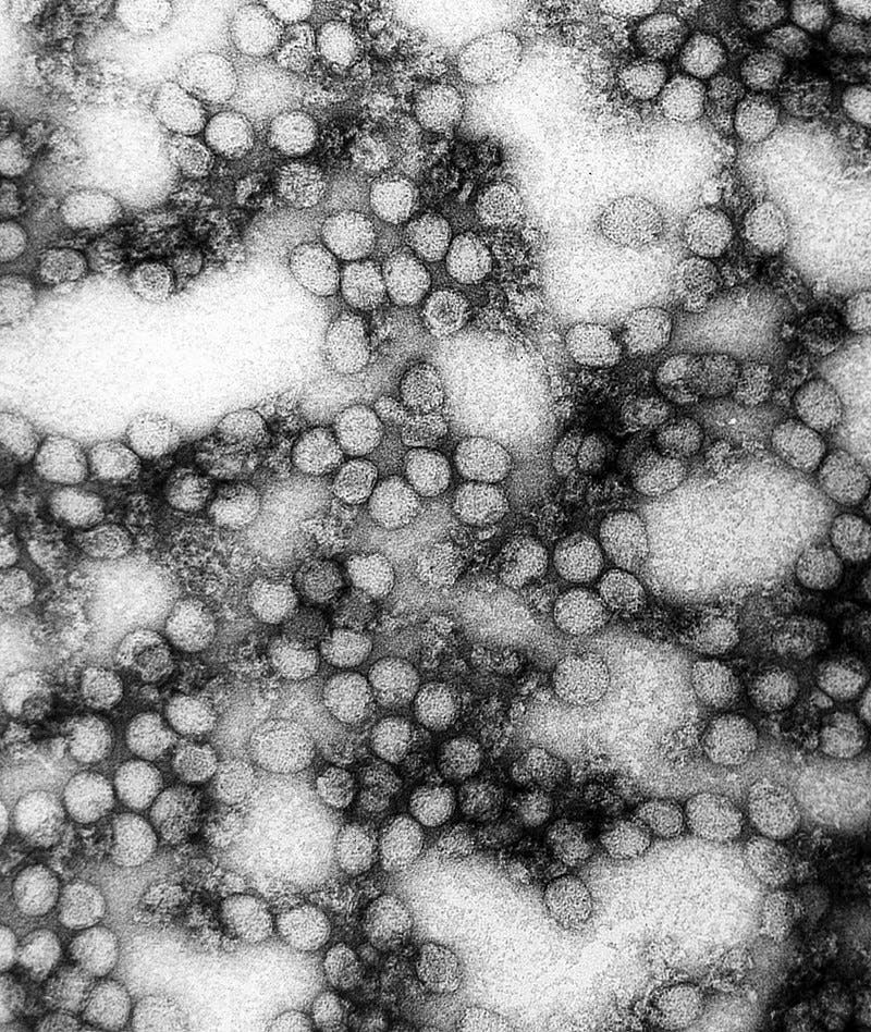 صورة مجهرية لفيروسات الحمى الصفراء التي ينقلها البعوض