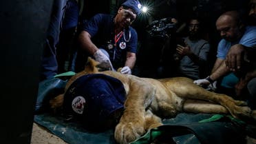 Amir Khalil, a veterinarian of the international animal welfare charity "Four Paws", sedates a lion at a zoo in Rafah, in the southern Gaza Strip, on April 6, 2019. (AFP)
