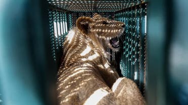 A sedated lioness is pictured in a cage at a zoo in Rafah in the southern Gaza Strip, during the evacuation by members of the international animal welfare charity Four Paws of animals from the Palestinian enclave to relocate to sanctuaries in Jordan, on April 7, 2019. (AFP)