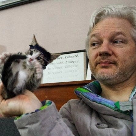 تجاهل اعتقال أسانج.. ويكيليكس يغرد عن قطة السفارة