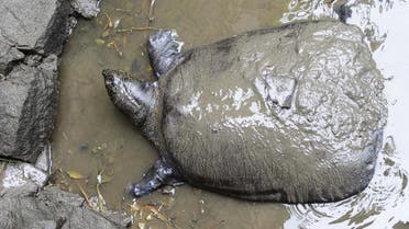 This photo taken on May 6, 2015 shows a female Yangtze giant softshell turtle at Suzhou Zoo in Suzhou in China's eastern Jiangsu province. (AFP)