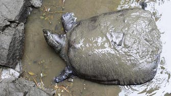 Death in China zoo puts rarest turtle on cusp of oblivion