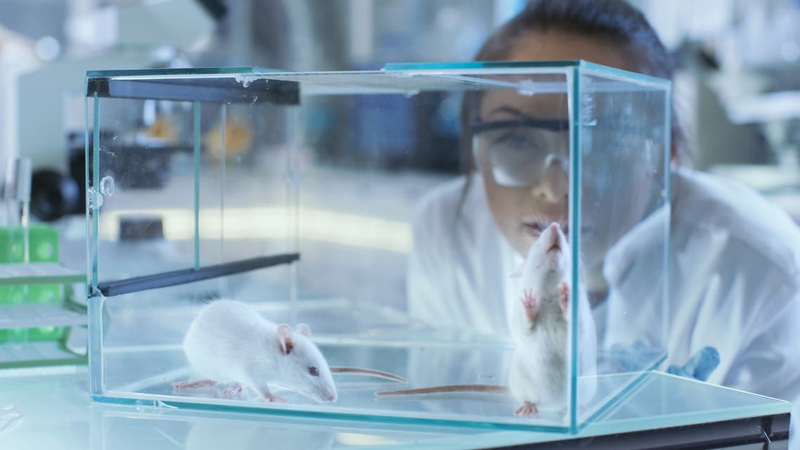 Medical Research Scientists Examines Laboratory Mice kept in a Glass Cage. She Works in a Light Laboratory. - Stock image