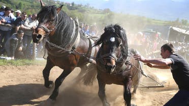 A competitor pushes his horses during “Straparijada”, an event in which horses compete in strength hauling heavy logs, in Izacic, near Bihac, Bosnia and Herzegovina, April 20, 2019. (Reuters)
