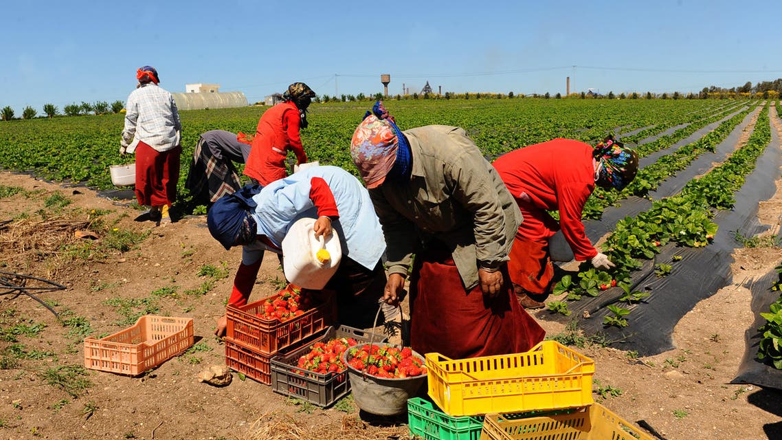 Women pick up strawberries, on April 8, 2011 in Menzel Bourguiba, some 60 kilometers north of Tunis (AFP)