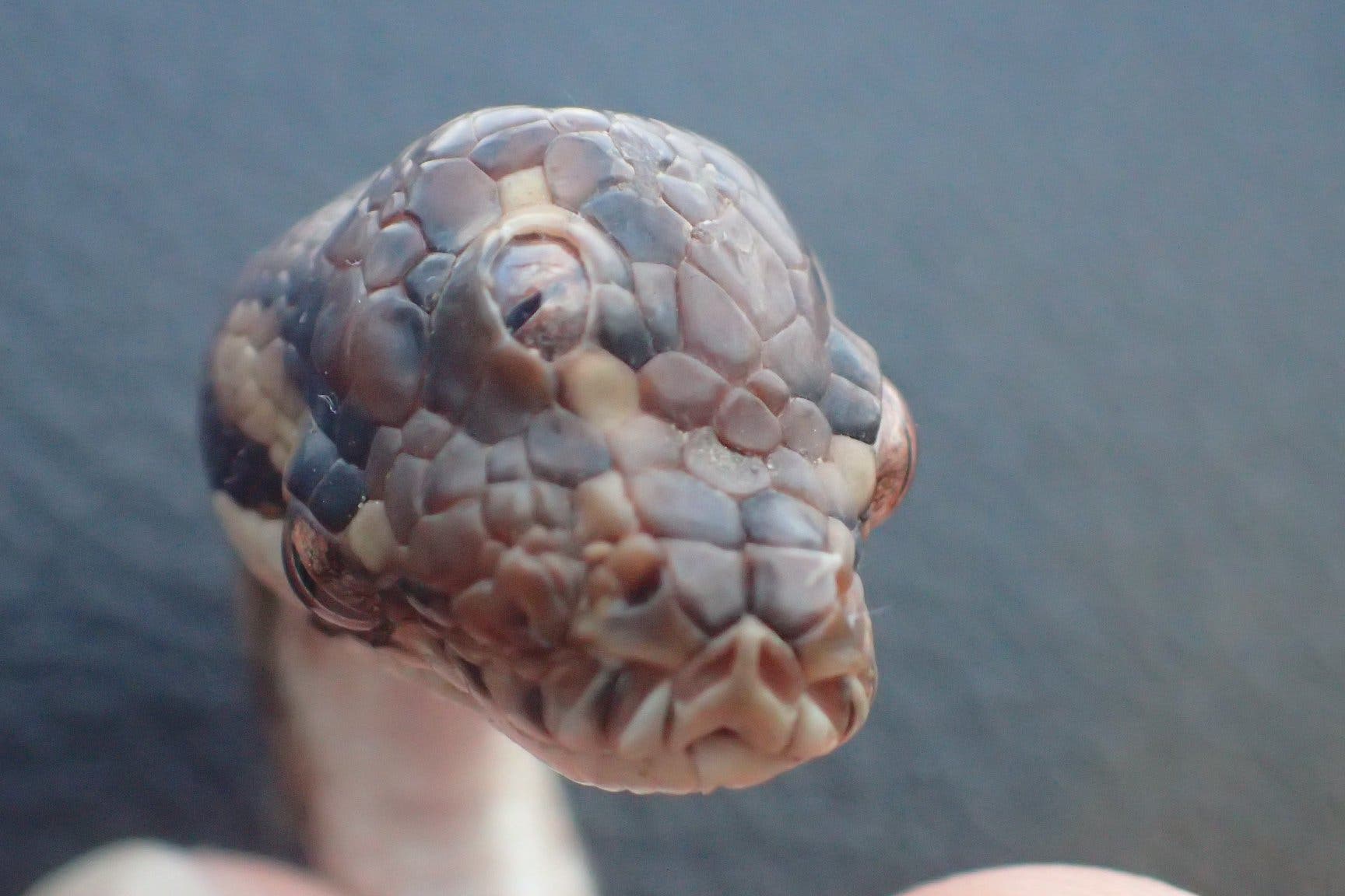 A three-eyed snake found on a road in the northern Australian town of Humpty Doo (Northern Territory Parks and Wildlife Commission)