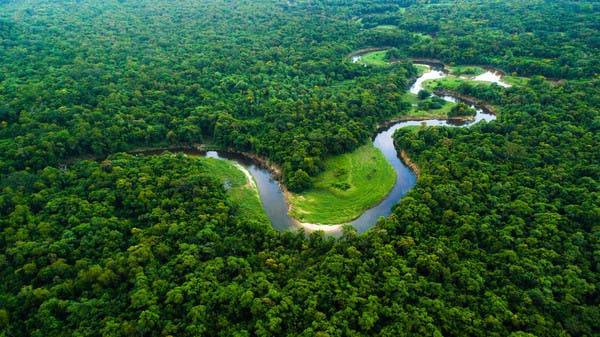 دولة إفريقية ترفع الحظر على استغلال الغابات لدعم الاقتصاد