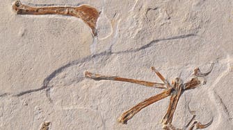 Scientists unearth ‘most bird-like’ dinosaur ever found 