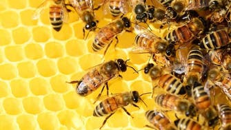 زنبورهای عسل قدرت شمارش تا عدد 3 را دارند