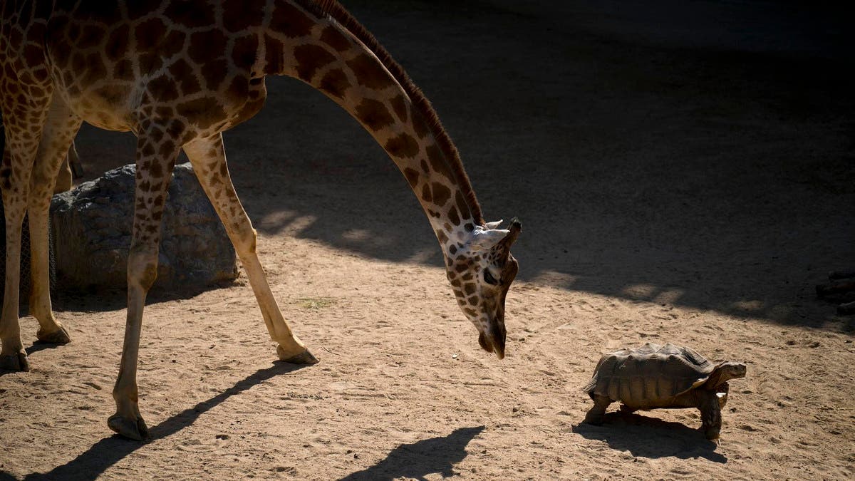 Animal rights activists score win at Barcelona zoo | Al Arabiya English
