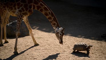 Animal rights activists in Barcelona are celebrating a victory after the Spanish city ordered its municipal zoo to restrict the breeding of captive animals unless their young are destined to be reintroduced into the wild. (AP)