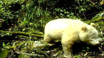 Rare albino panda caught on camera in China 