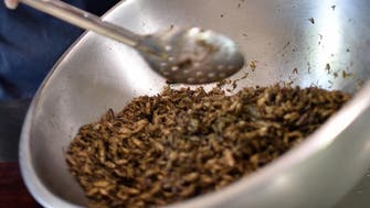 Larvae for lunch? Danish scientists try to put mealworm on the menu