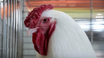 Scientists edit chicken genes to make them resistant to bird flu
