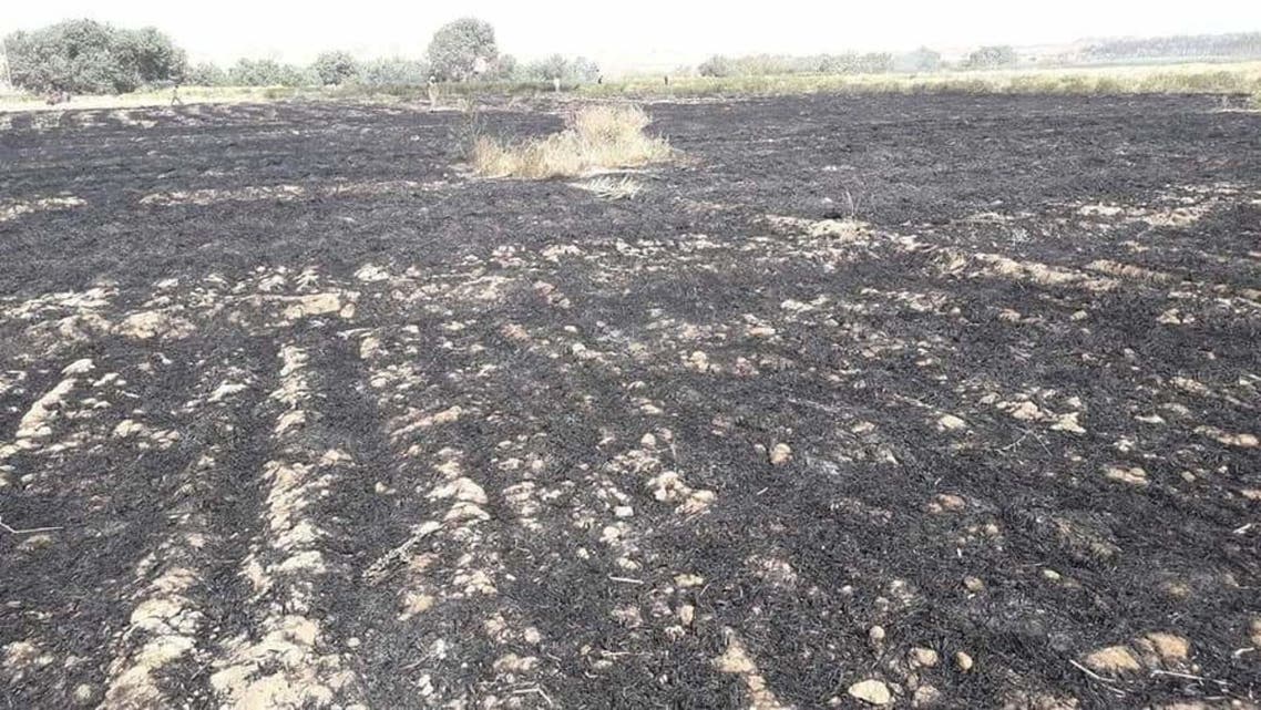 صوراً لحقول الحنطة في قرية السمعانية بناحية البغدادي