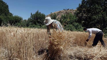 Iraq wheat AFP
