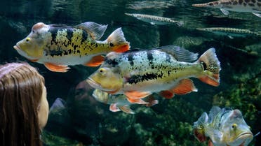 A Spot-Eye Cichlid fish at the Beijing Aquarium on January 21, 2013. (File photo: AFP)