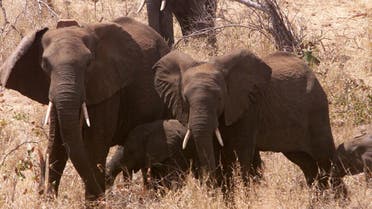 Some of the first 40 elephants wander round in the bush after being released into newly-named Great Limpopo Transfrontier Park in Gaza Mozambique. (AP)