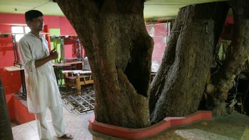 شجرة معمرة تتوسط مبنى في الهند