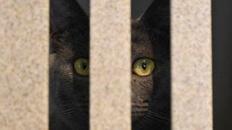 Claws in the contract: Cats for hire to face down US rats