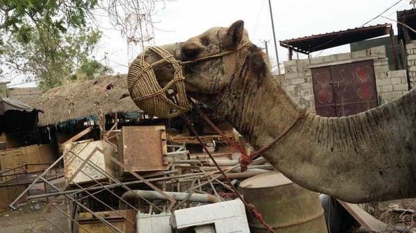 "حيوانات مفخخة".. جديد إرهاب الحوثيين في الحديدة