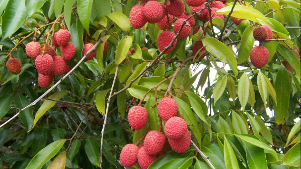 d291033a-7561-471e-bc64-a724971765c5_16x9_1200x676.PNG