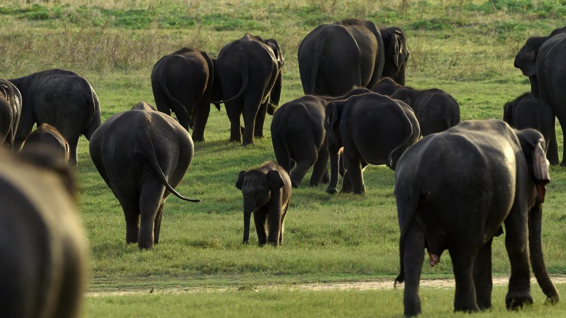 A Sri Lankan baby elephant walks with its herd in Kaudulla national park in Sri Lanka on July 30, 2018. (AFP)