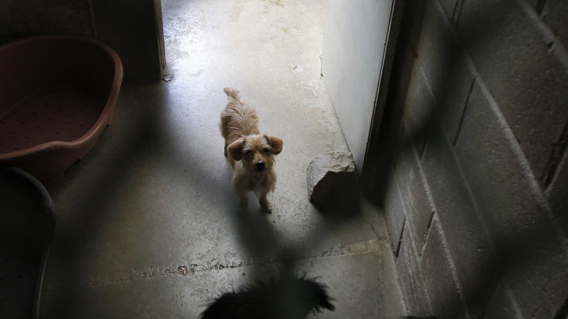 Dogs, which await to be adopted, are pictured behind a wire netting at the Animaux sans foyer (Animals without home) shelter on August 14, 2010 in Montgeron, south of Paris. The number of abandoned animals over the summer holiday increased this year despite of the campaigns of French associations. France is the worst European country regarding the number of abandonments. AFP PHOTO / JOEL SAGET