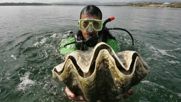 A diver holds a giant clam, locally known as "Taklobo," prior to releasing the giant shellfish into the waters of Puerto Princesa city. (AP)