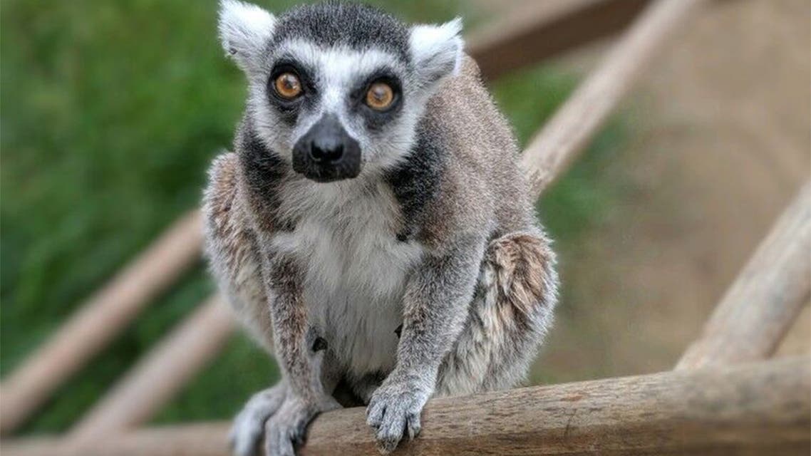 This undated and unlocated handout photo released by the US Department of Justice on July 8, 2019 shows Isaac, the oldest-living ring-tailed lemur in captivity in North America. A California man pleaded guilty on July 8, 2019 to sneaking into a zoo after hours and stealing the oldest-living ring-tailed lemur in captivity in North America in order to keep the endangered animal as a pet. Aquinas Kasbar, 19, admitted before US District Judge Andrew Guilford to using bolt cutters on July 27 of last year to cut a hole in the enclosures for lemurs and capuchin monkeys at the Santa Ana Zoo in order to steal 32-year-old Isaac.