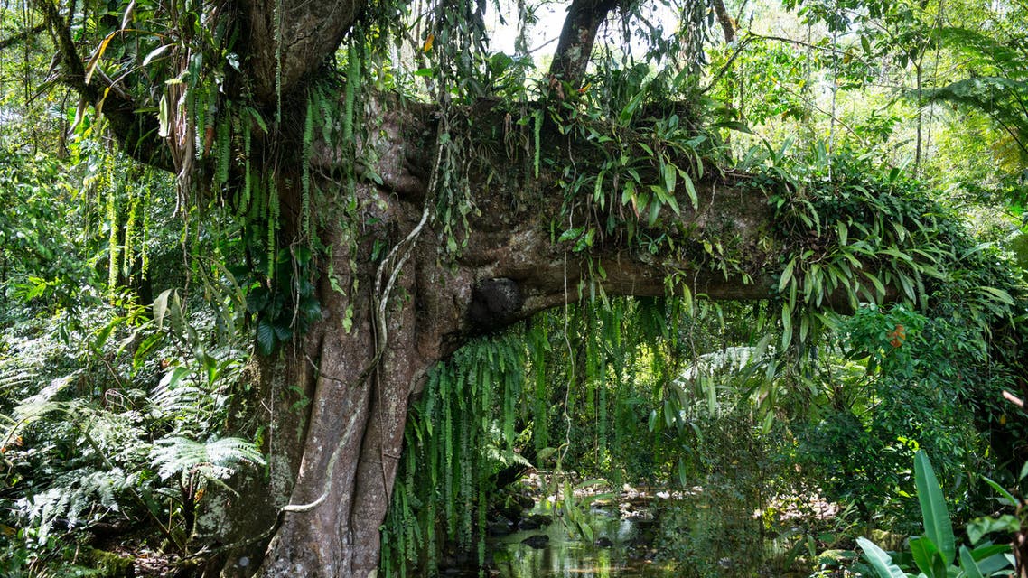 Picture of a fig tree taken at Salto Morato Nature Reserve, in Guaraquecaba, in the southern state of Parana, Brazil, on October 24, 2012. Salto Morato, a 2,253-hectare nature reserve, was set up by Brazilian cosmetic giant Boticario's foundation in 1994. The 25 protected areas of the Atlantic Forest South-East Reserves, in the states of Parana and Sao Paulo, were declared as World Heritage site by UNESCO in 1999. AFP PHOTO/Yasuyoshi CHIBA