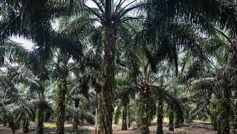 Malaysia to challenge EU palm oil curbs at WTO