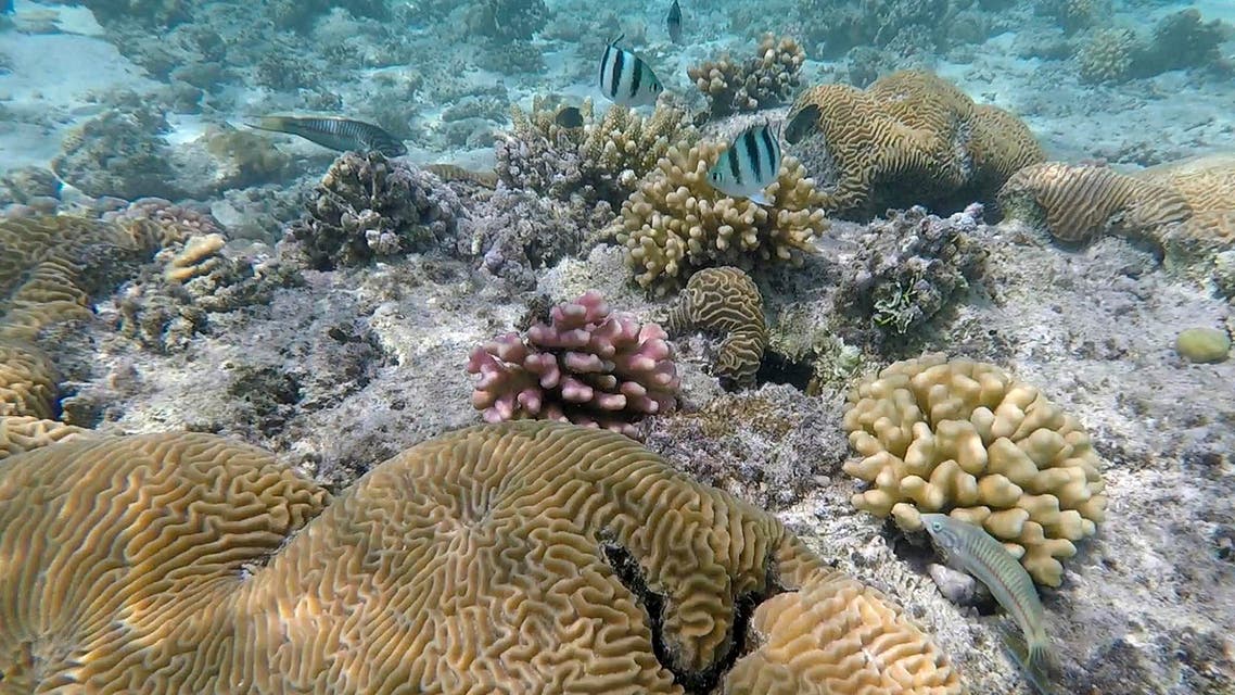 coral reef (AP)
