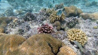 Mexico announces discovery of five unknown reefs in Gulf