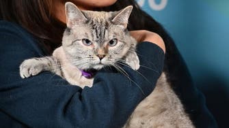 Feline better: New York bans cat declawing