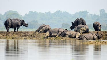 One-horned rhinos rest on a highland in the flood affected area of Kaziranga National Park in Nagaon district, in the northeastern state of Assam. (Reuters)
