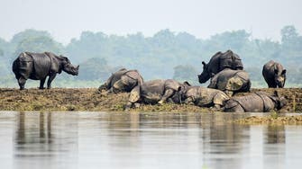 Battle to rescue wildlife at India’s flood-hit animal park